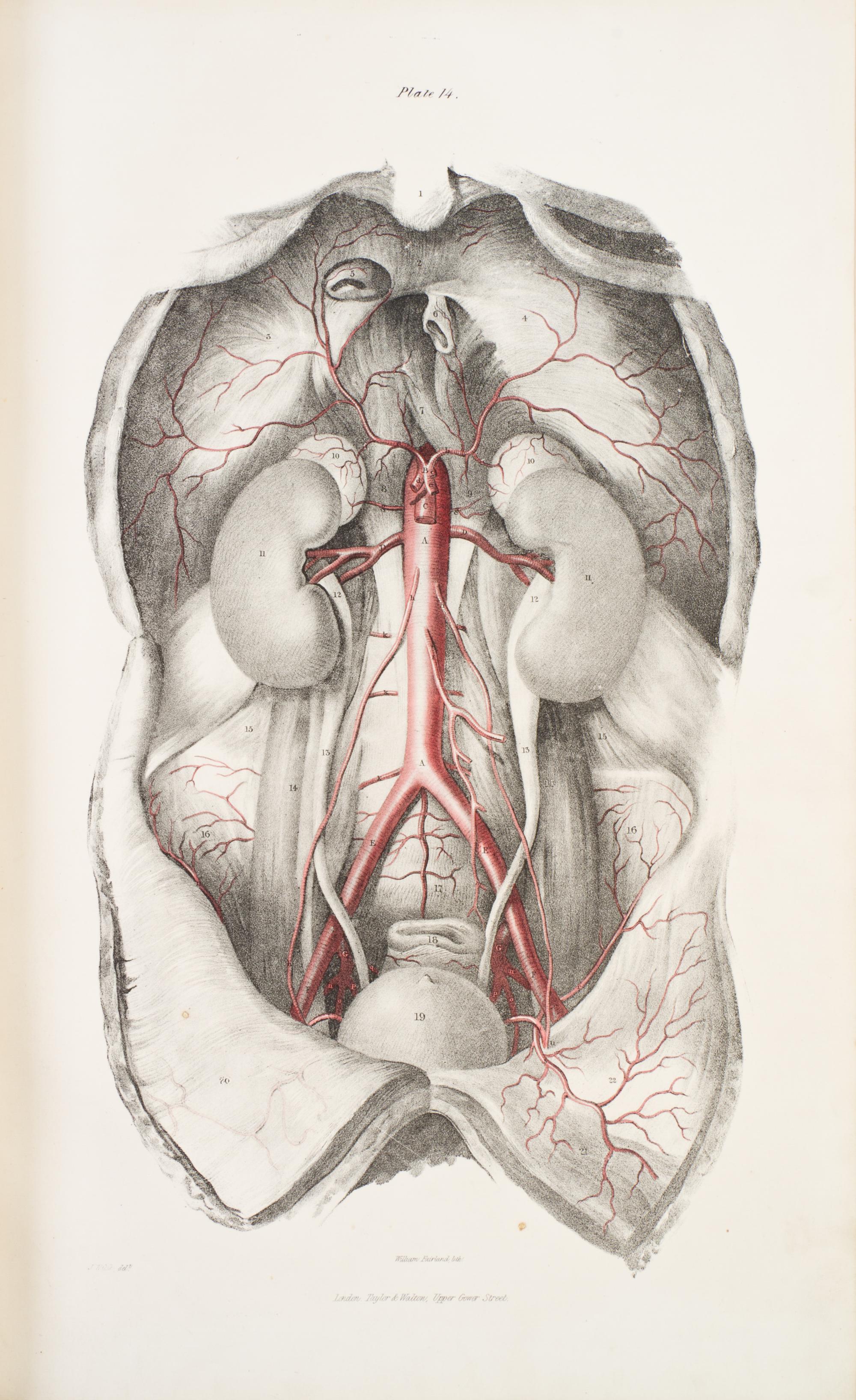(ANATOMY) QUAIN, JONES AND ERASMUS WILSON, eds. The Vessels of the Human Body; in a Series of Plates... London, 1846. Part two of five.