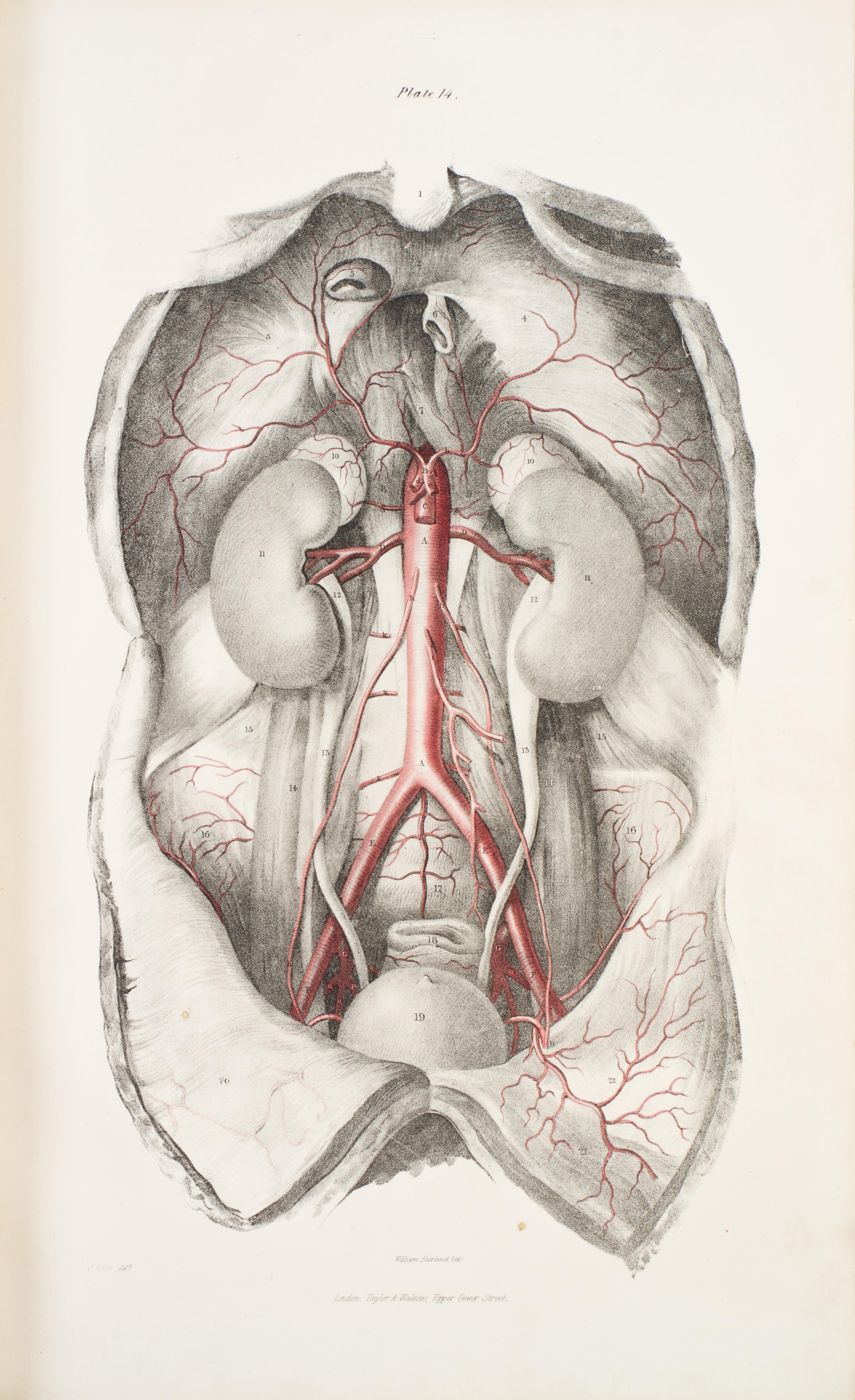 (ANATOMY) QUAIN, JONES AND ERASMUS WILSON, eds. The Vessels of the Human Body; in a Series of Plates... London, 1846. Part two of five.