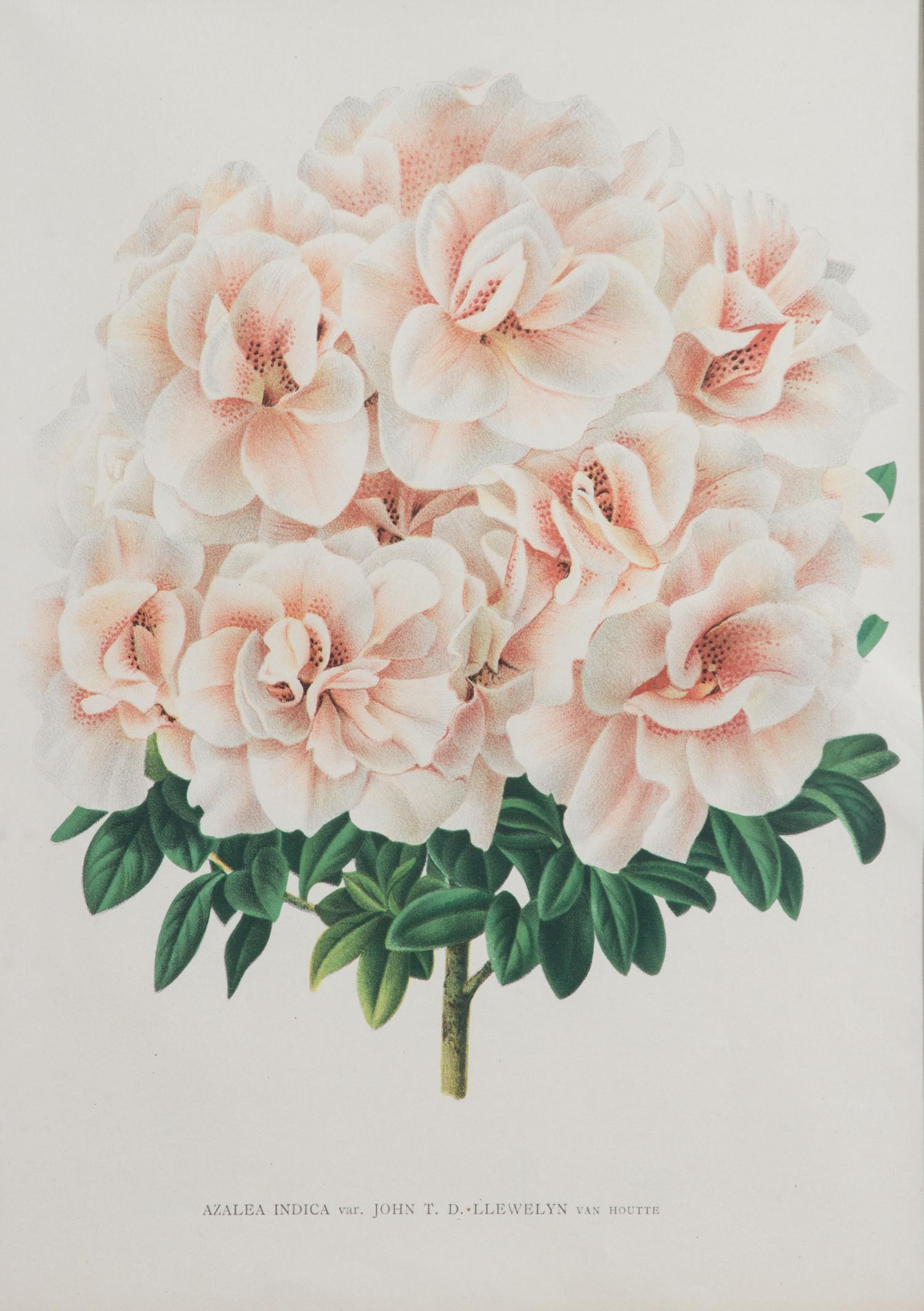 Four Botanical Color Lithographs Framed 12 1/2 X 8 3/4 inches. — 20TH CENTURY