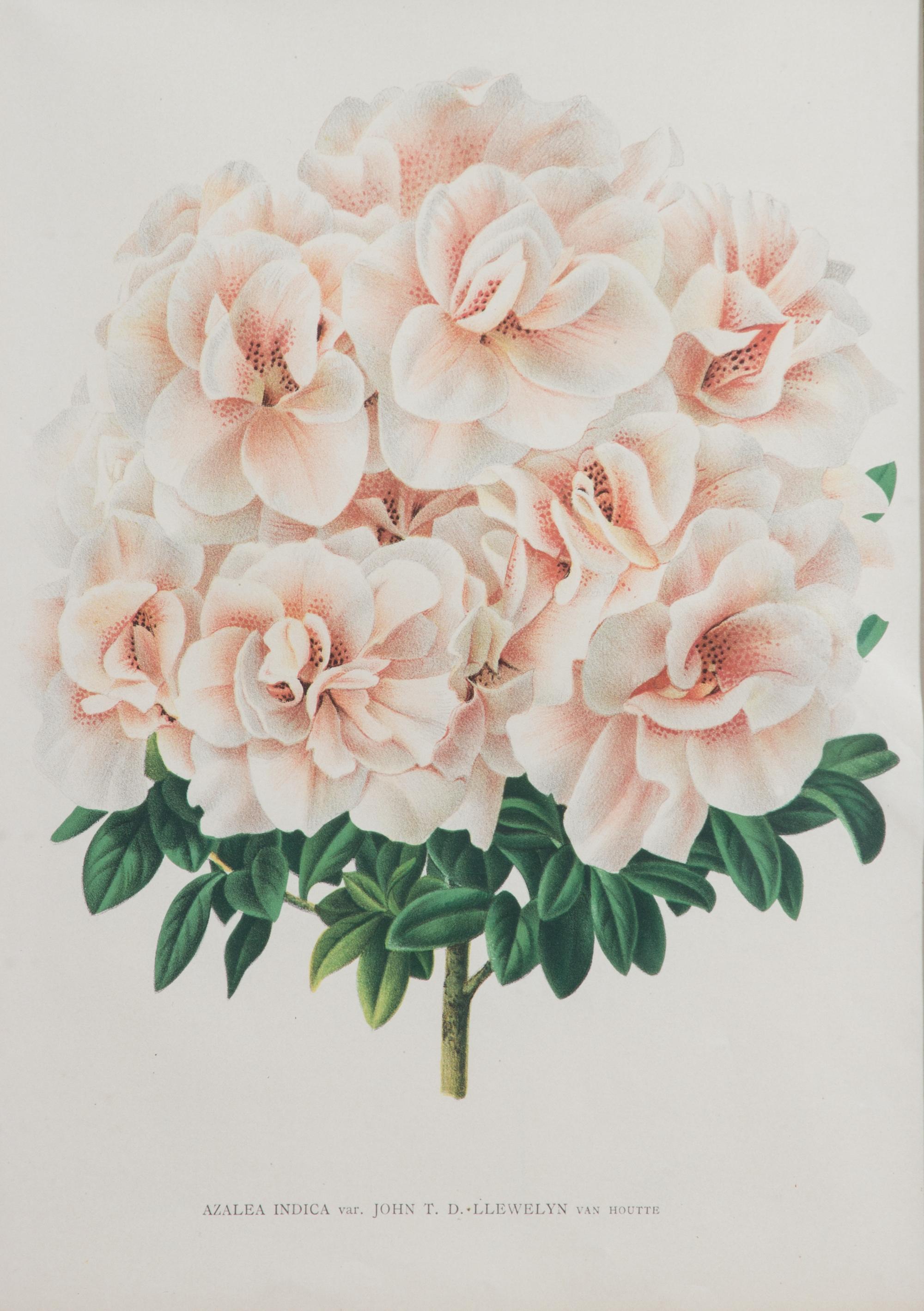 Four Botanical Color Lithographs Framed 12 1/2 X 8 3/4 inches. — 20TH CENTURY