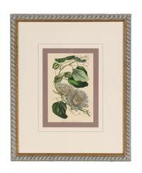 A Set of Six Hand-Colored Botanical Lithographs from L'illustration Horticole: Journal Special Des Serres Et Des Jardins