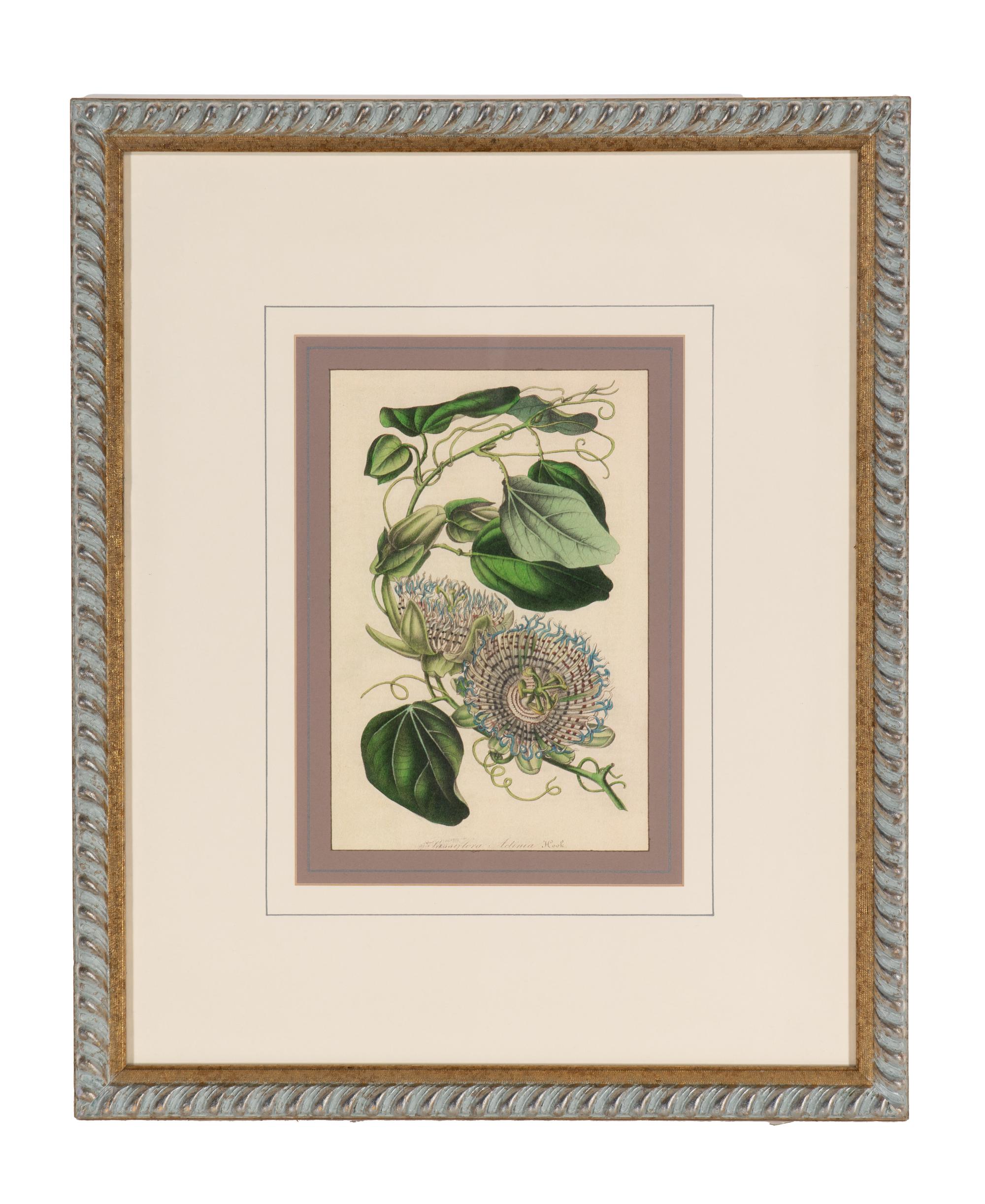 A Set of Six Hand-Colored Botanical Lithographs from L'illustration Horticole: Journal Special Des Serres Et Des Jardins
