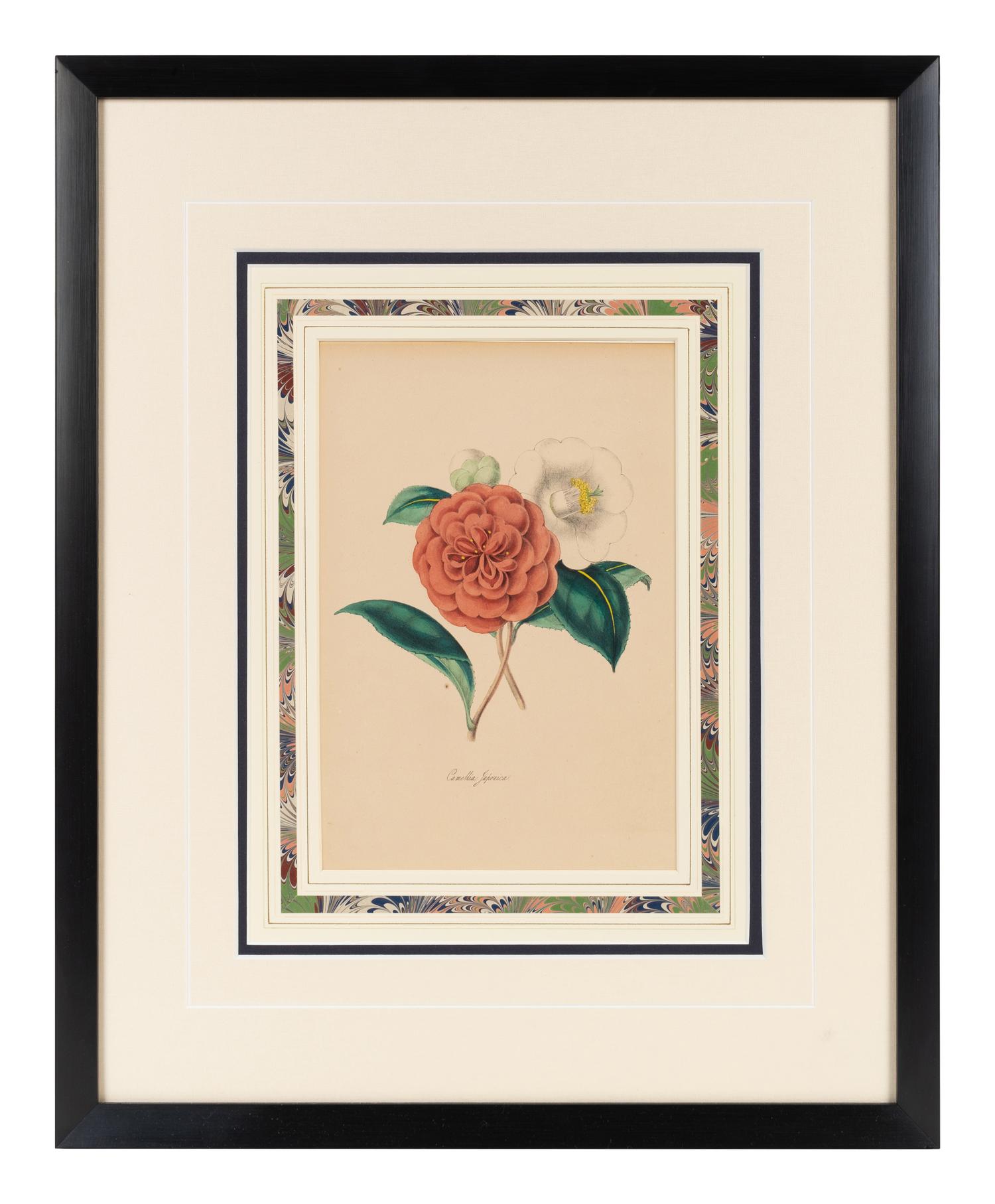 A Collection of Six English Botanical Engravings — 20TH CENTURY