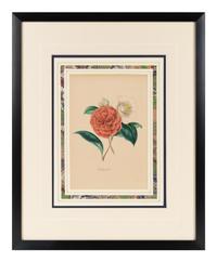 A Collection of Six English Botanical Engravings — 20TH CENTURY
