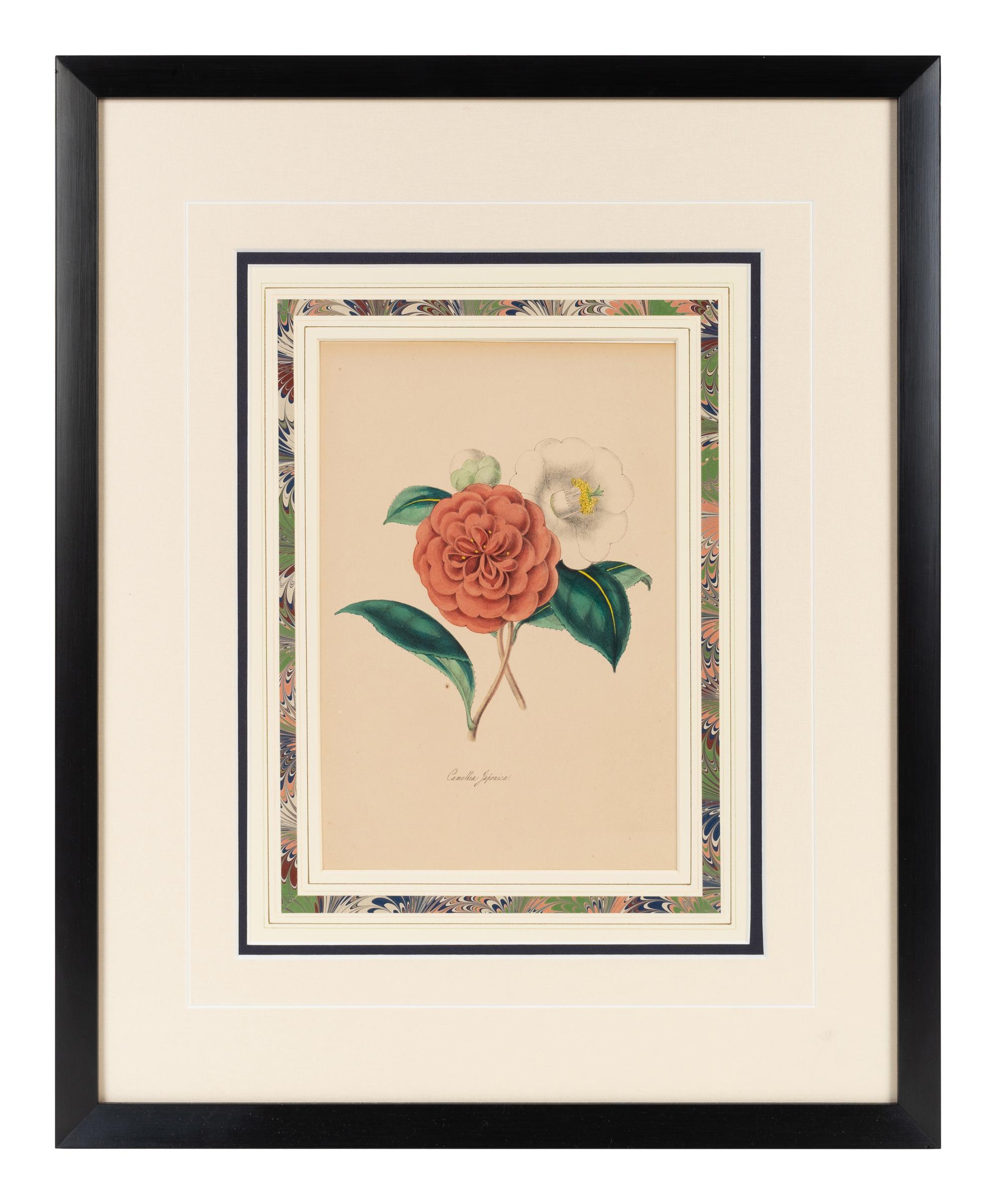 A Collection of Six English Botanical Engravings — 20TH CENTURY