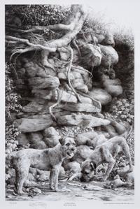 Two Photomechanical Reproductions of Border Terriers Larger: 15 3/4 x 21 1/4 inches.