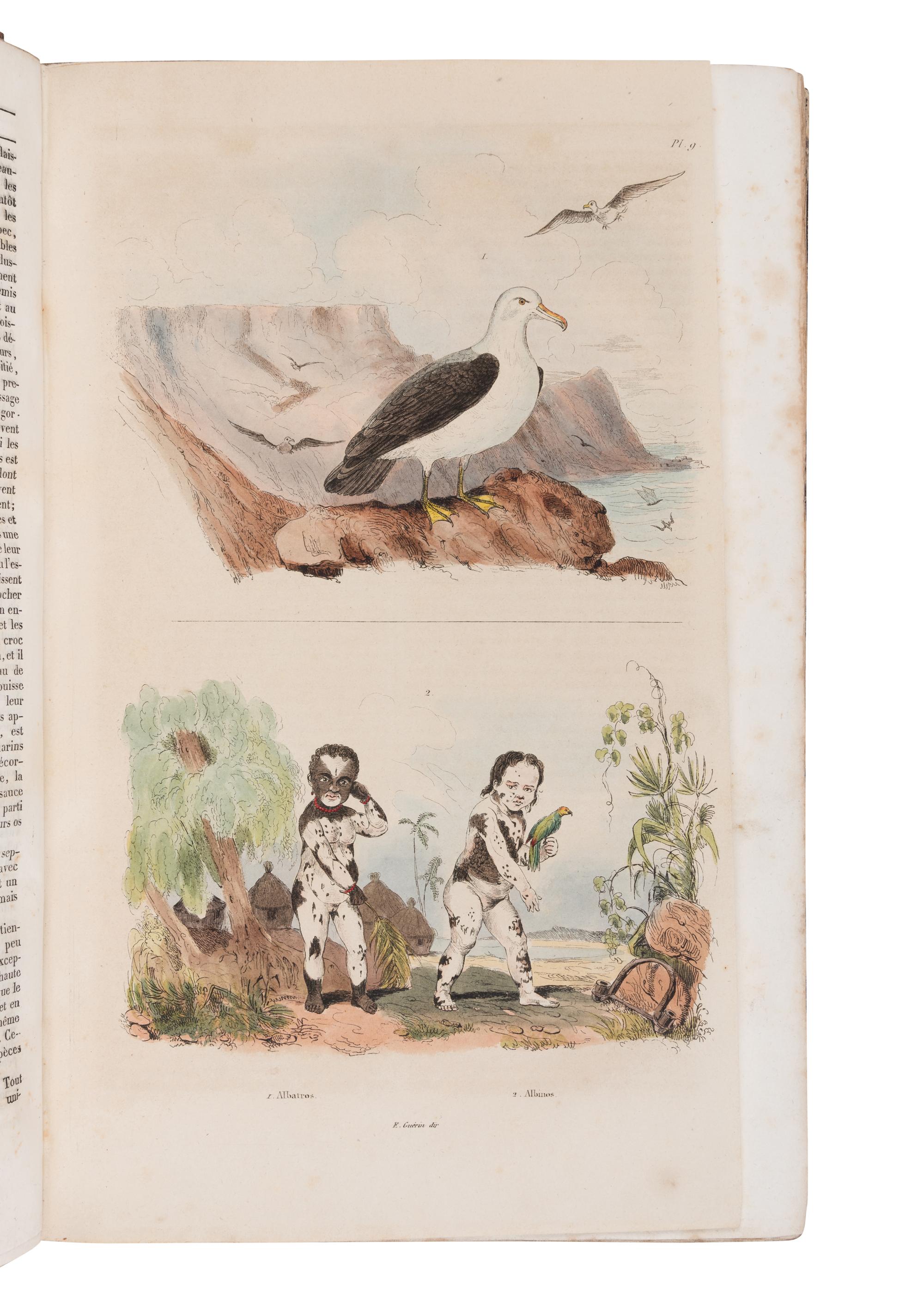 [NATURAL HISTORY]. GUERIN, Félix Édouard (1799-1874). Dictionnaire pittoresque d'histoire naturelle et des phénomènes de la nature . Paris: Au Bureau de Souscription, 1834-1839.