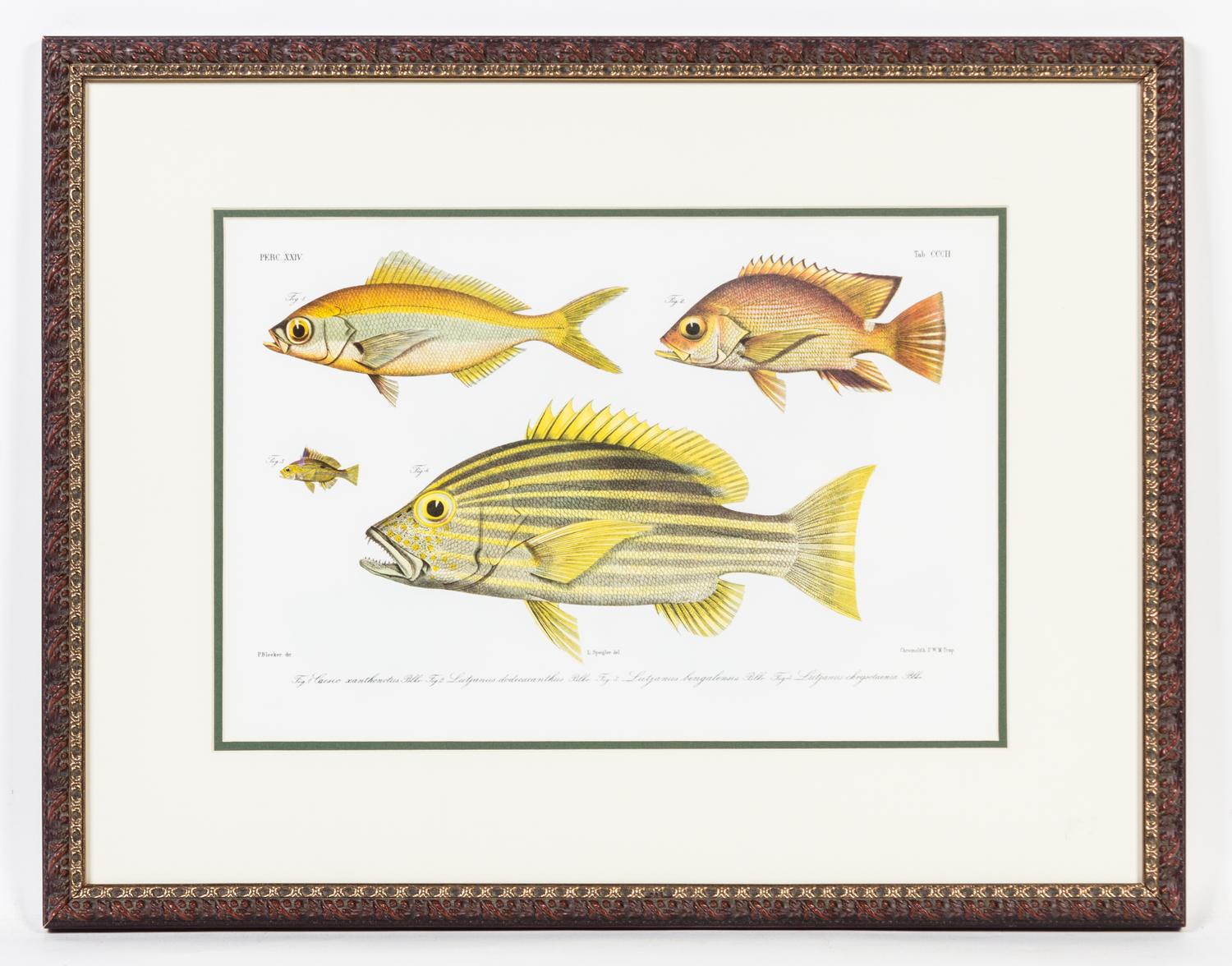 A Set of Four Ichthyological Prints Height of each 19 1/2 x width 25 inches (framed).