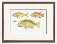 A Set of Four Ichthyological Prints Height of each 19 1/2 x width 25 inches (framed).