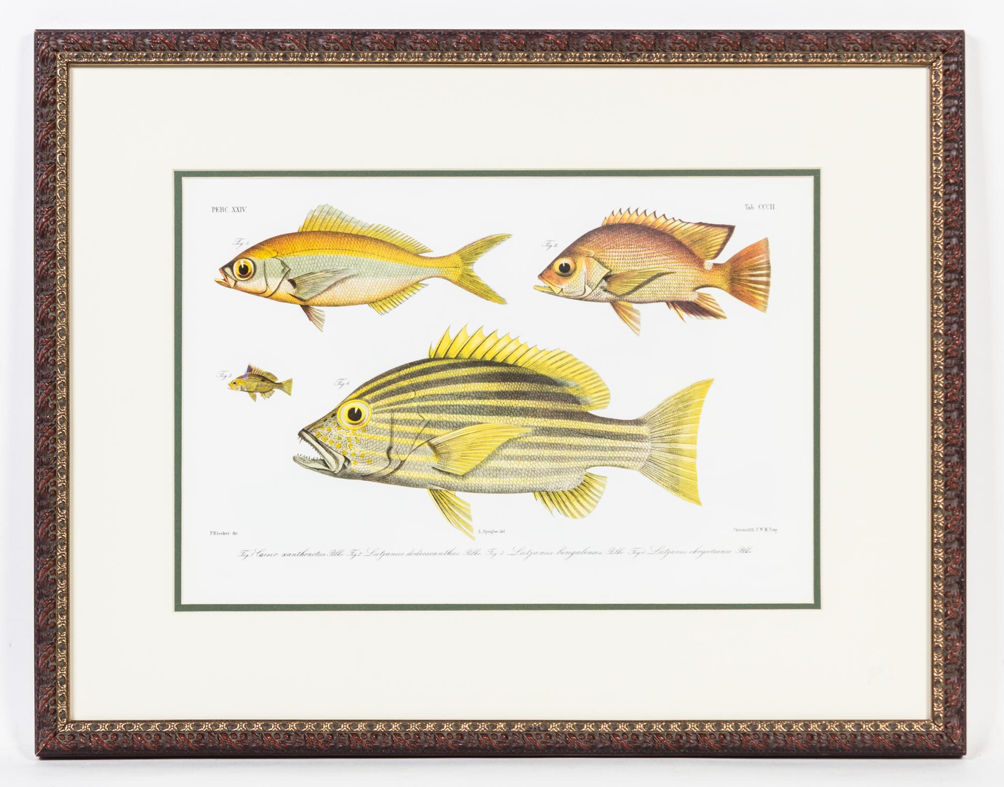 A Set of Four Ichthyological Prints Height of each 19 1/2 x width 25 inches (framed).