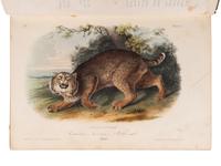 AUDUBON, John James (1785-1851) and John BACHMAN (1790-1874). The Quadrupeds of North America . New York: V. G. Audubon, 1849-1851-1854.