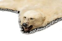 A Taxidermy Polar Bear Rug