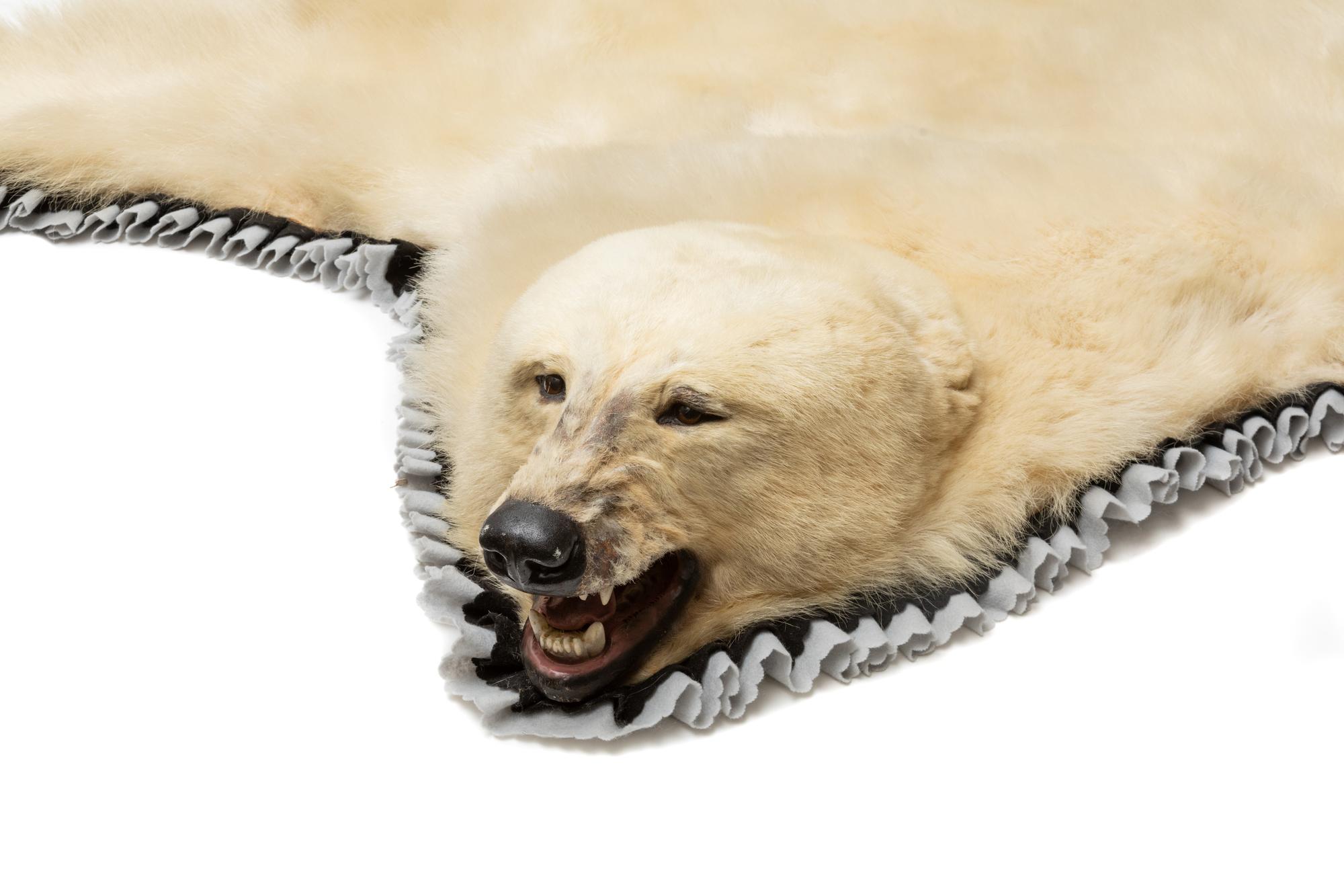 A Taxidermy Polar Bear Rug