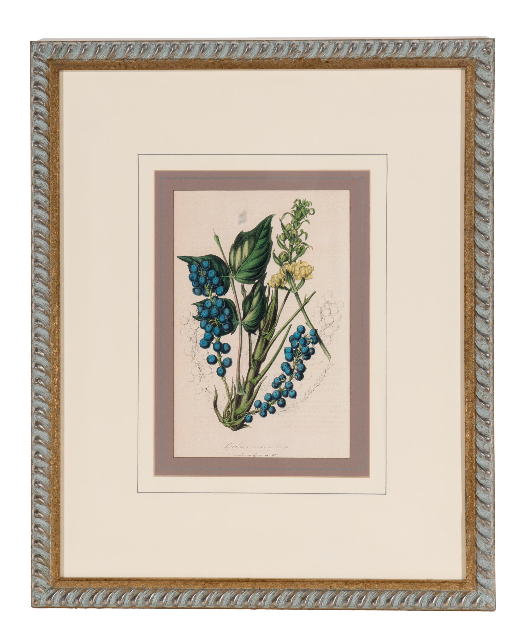 A Set of Six Hand-Colored Botanical Lithographs from L'illustration Horticole: Journal Special Des Serres Et Des Jardins