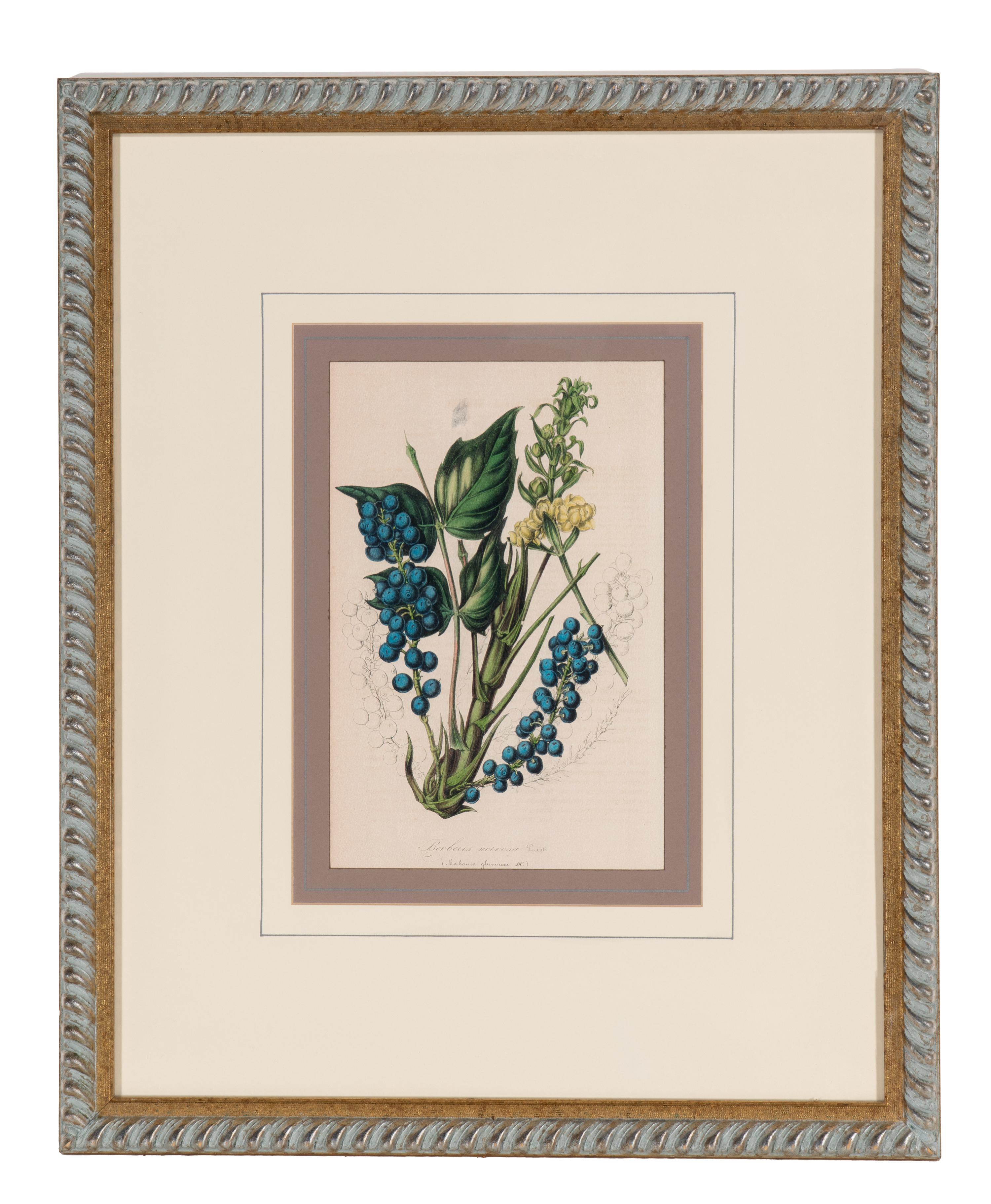 A Set of Six Hand-Colored Botanical Lithographs from L'illustration Horticole: Journal Special Des Serres Et Des Jardins
