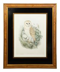 Nine Ornithological Color Lithographs from John Goulds Birds of Great Britain — 19TH CENTURY