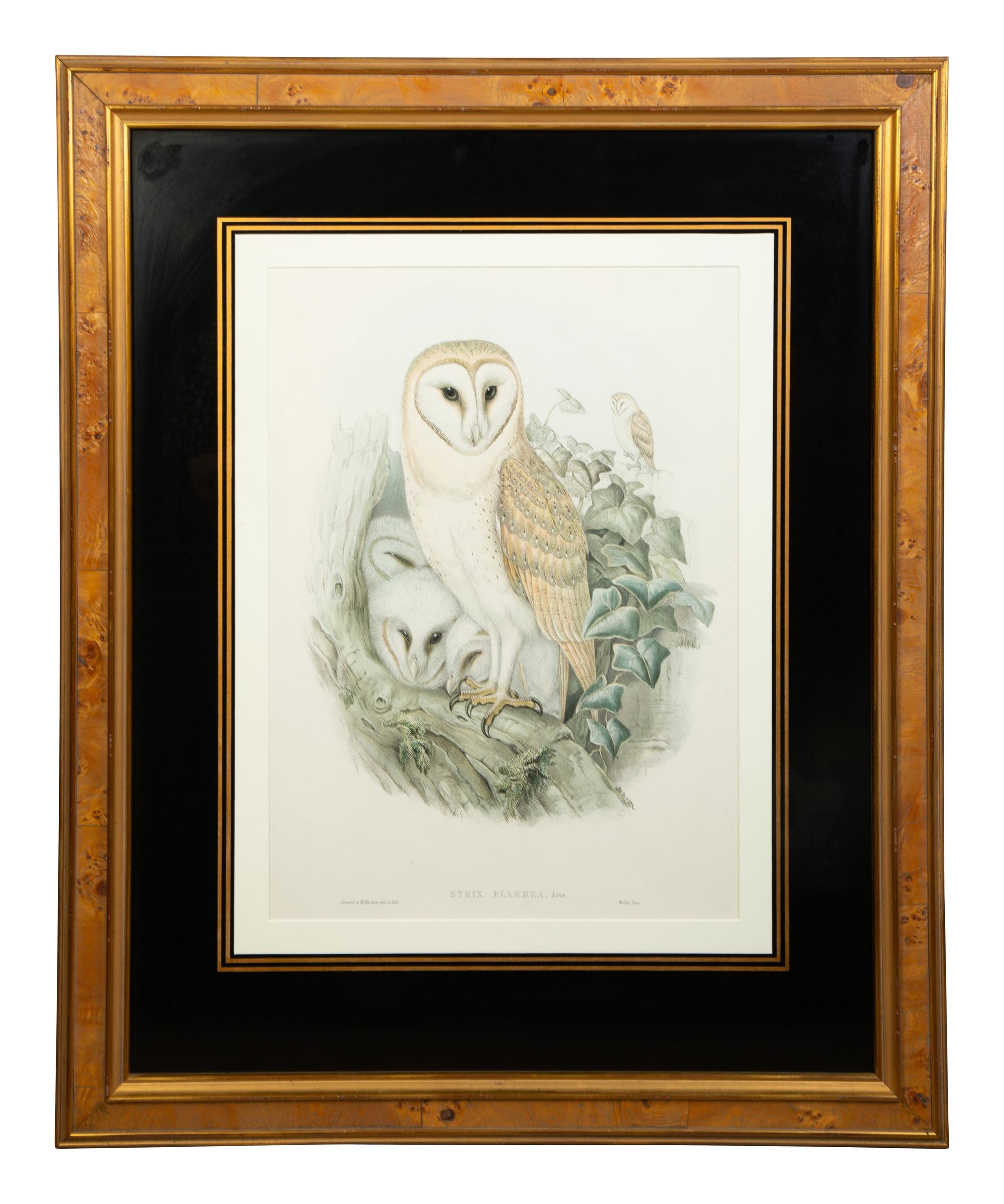 Nine Ornithological Color Lithographs from John Goulds Birds of Great Britain — 19TH CENTURY
