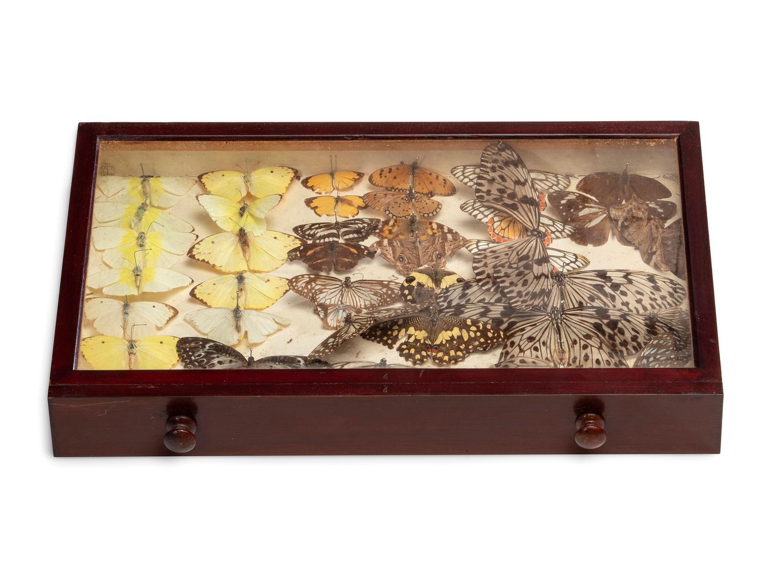 An Eight-Drawer Mahogany Lepidopterological Specimen Cabinet