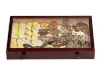 An Eight-Drawer Mahogany Lepidopterological Specimen Cabinet