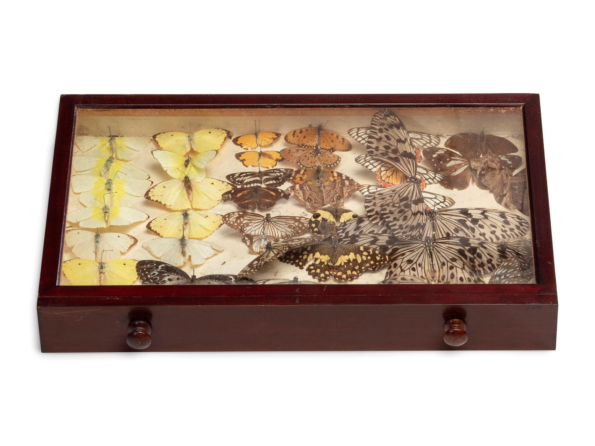 An Eight-Drawer Mahogany Lepidopterological Specimen Cabinet