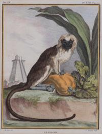 A Set of Five Hand-Colored Monkey Engravings