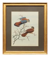 Group of Nine Works, American Bird Series, 1988