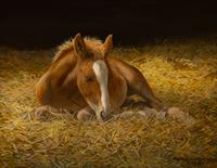 Sleepy Head, 2013