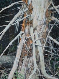 Bristle Cone Pines