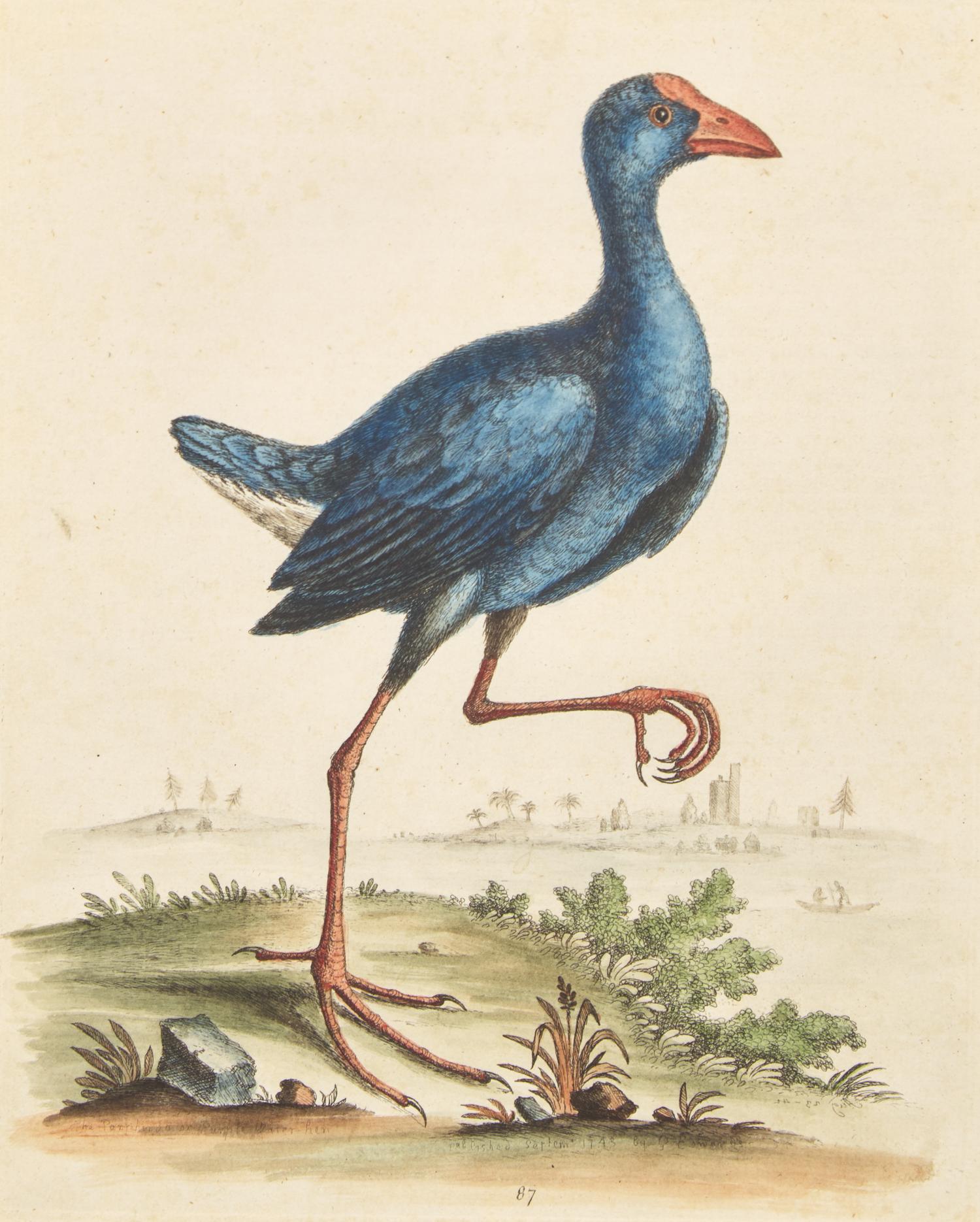 George Edwards (English, 1694-1773), A Set of Twelve Framed Hand-Colored Engravings Depicting Various Birds