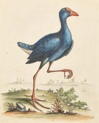 George Edwards (English, 1694-1773), A Set of Twelve Framed Hand-Colored Engravings Depicting Various Birds