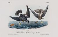 (AUDUBON, JOHN JAMES, after) BOWEN, J.T. Group of four octavo hand-colored lithograph prints from The Birds of America.