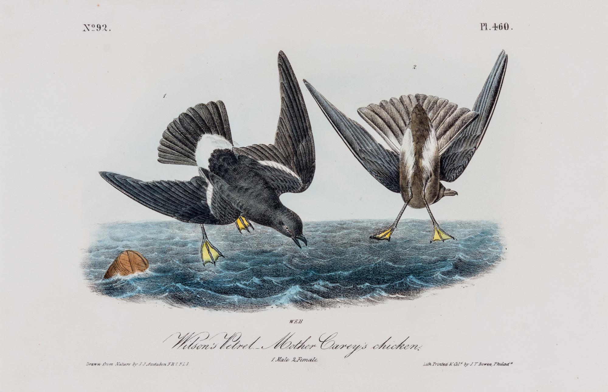 (AUDUBON, JOHN JAMES, after) BOWEN, J.T. Group of four octavo hand-colored lithograph prints from The Birds of America.