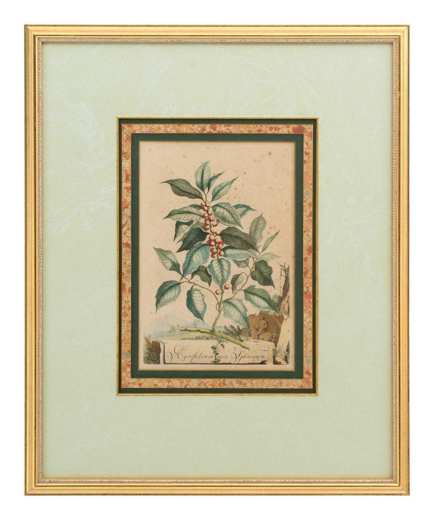 A Collection of Ten Abraham Munting Botanical Engravings from Naauwkeurige Beschryving Der Aardgewassen (1696)