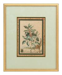 A Collection of Ten Abraham Munting Botanical Engravings from Naauwkeurige Beschryving Der Aardgewassen (1696)