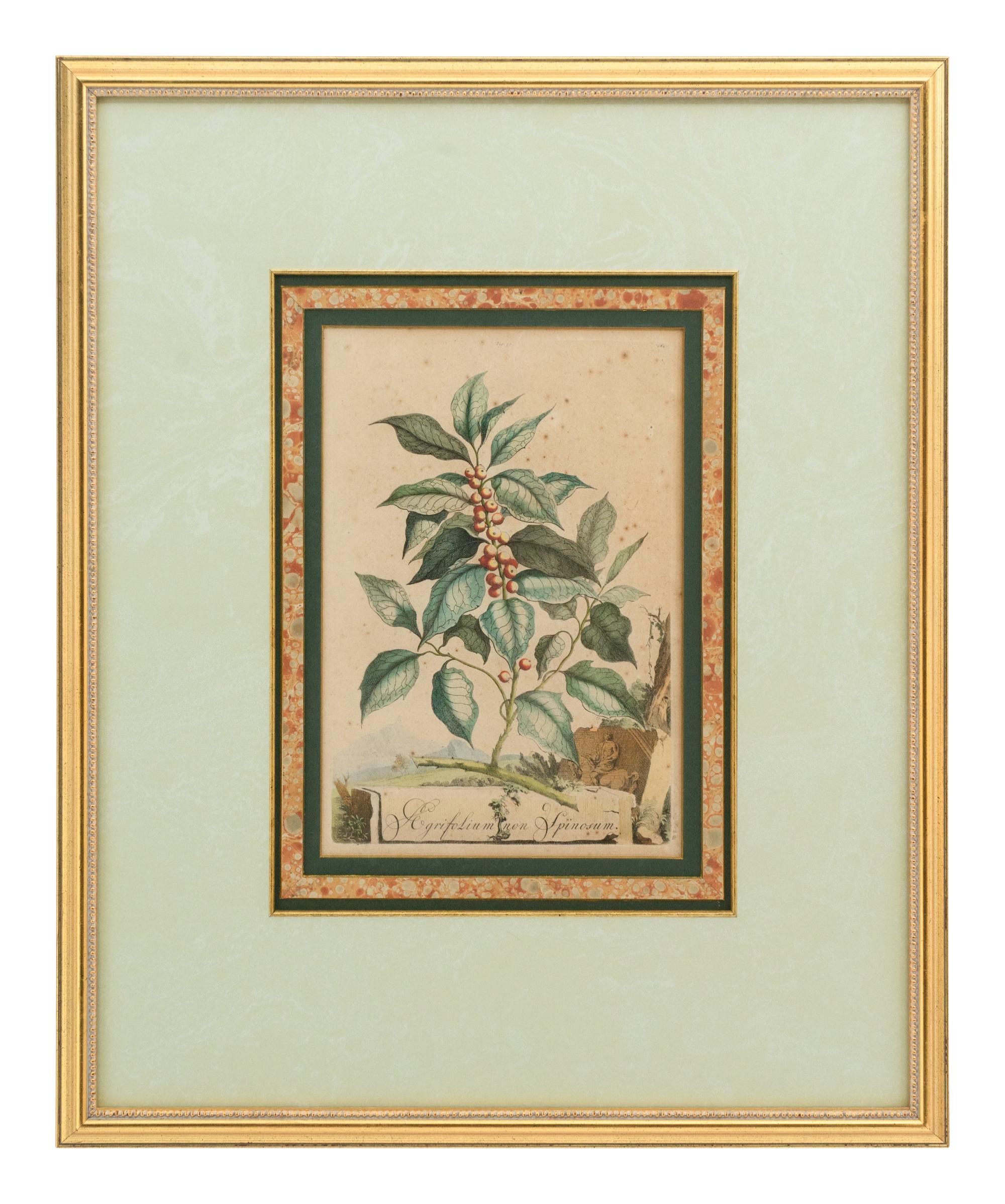 A Collection of Ten Abraham Munting Botanical Engravings from Naauwkeurige Beschryving Der Aardgewassen (1696)