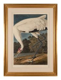 AUDUBON, John James (1785-1851)