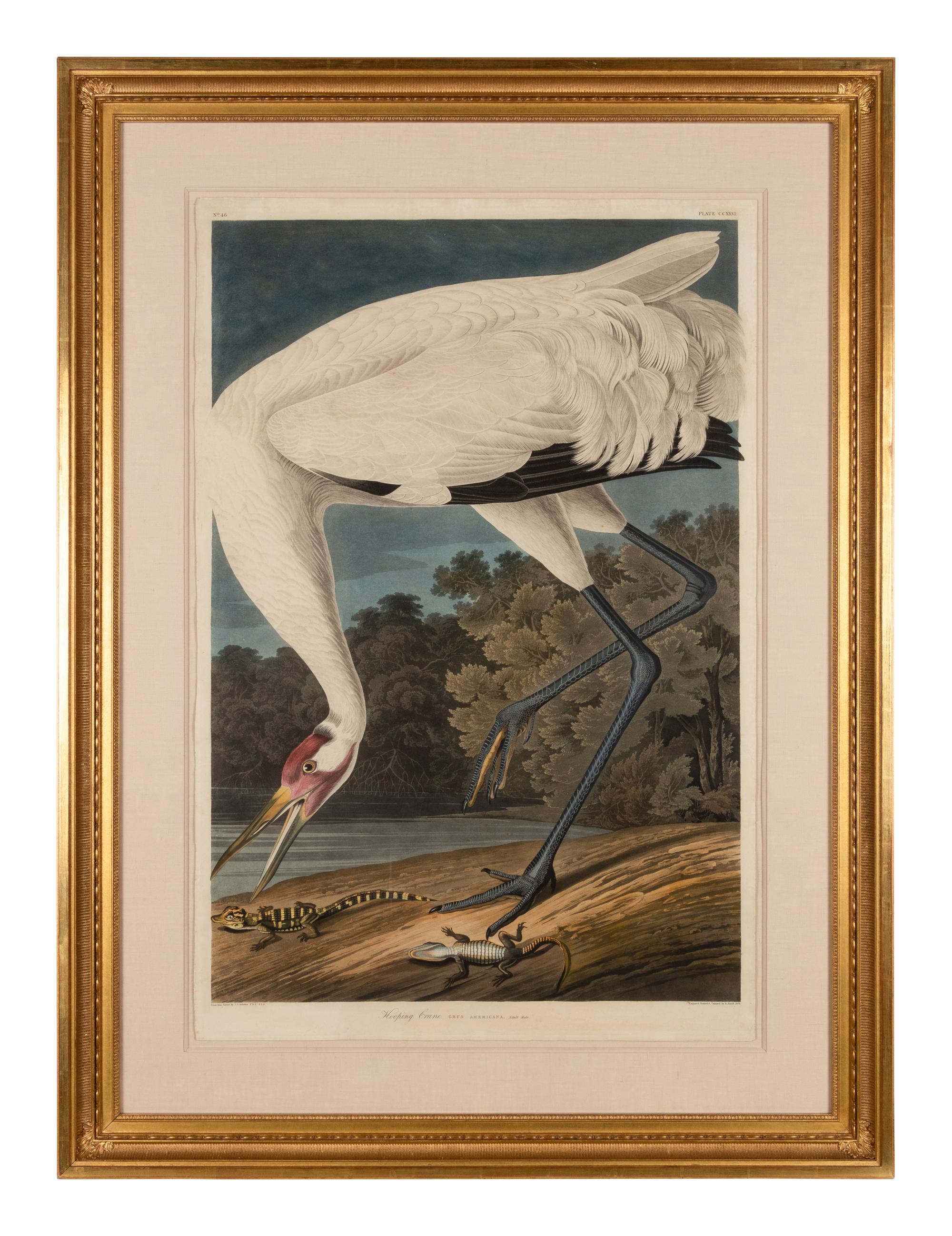 AUDUBON, John James (1785-1851)