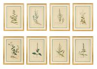 A Set of Eight Gilt Framed Hand Colored Botanical Etchings