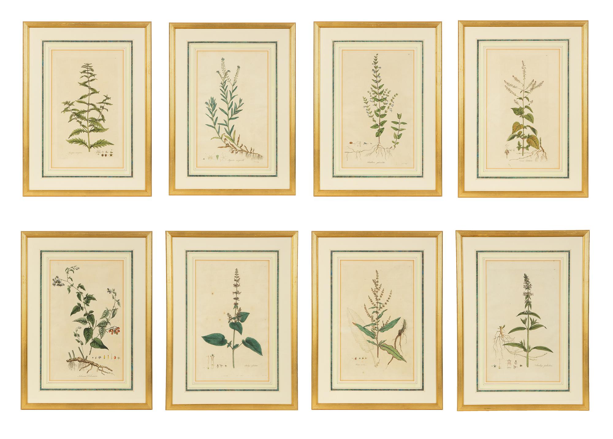 A Set of Eight Gilt Framed Hand Colored Botanical Etchings