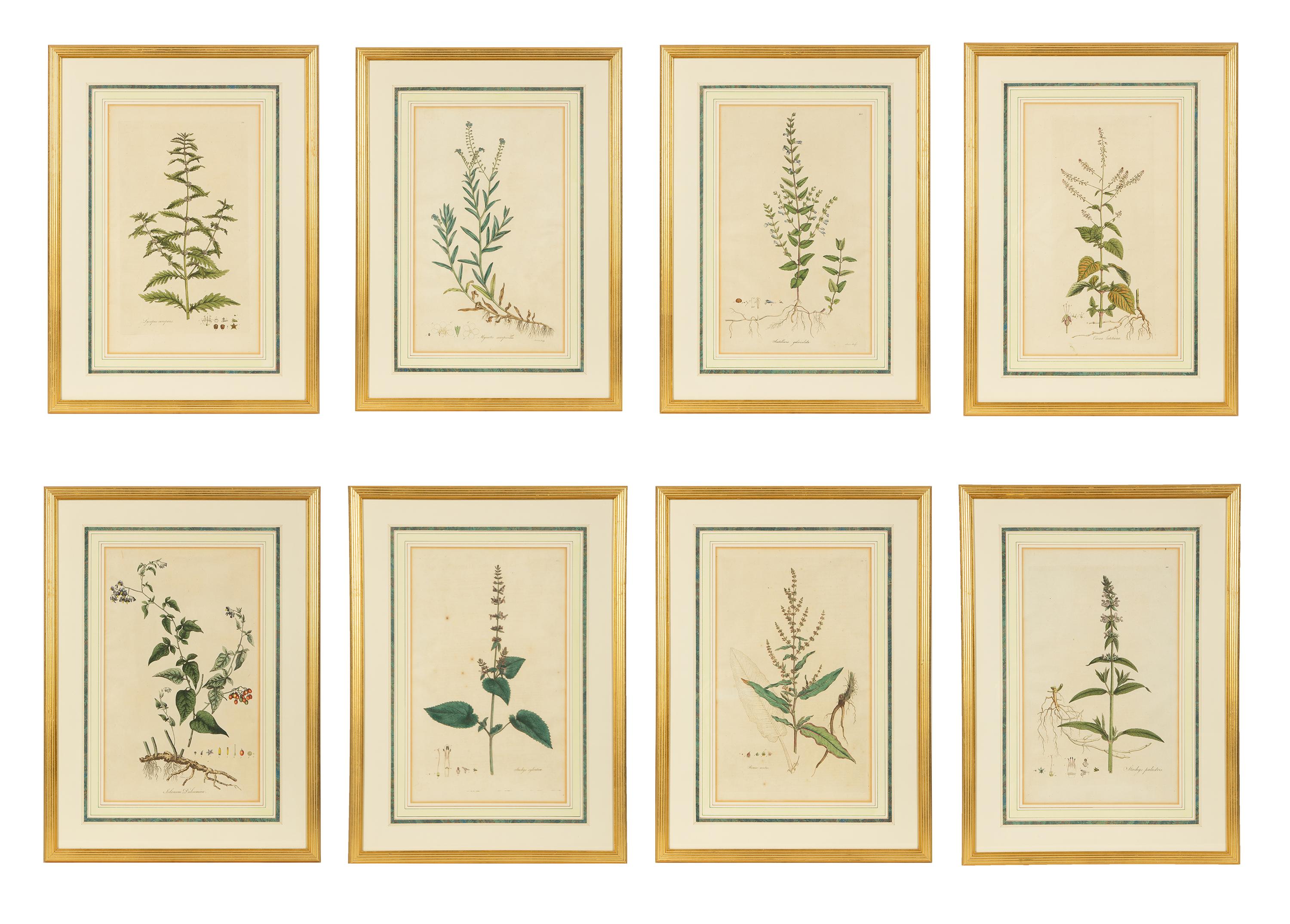 A Set of Eight Gilt Framed Hand Colored Botanical Etchings