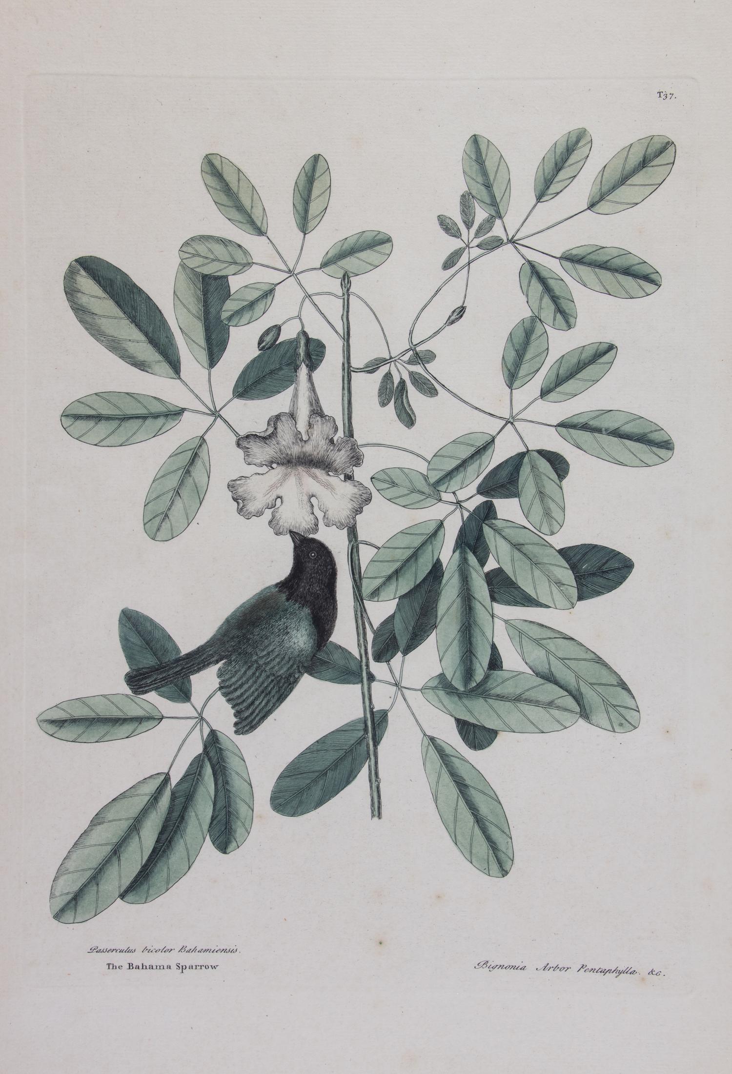 Mark Catesby, (English, 1683-1749), Four works: The Ground Dove, The Banana Sparrow, The Crested Flycatcher, and The Hummingbird, from