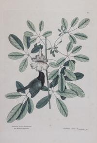 Mark Catesby, (English, 1683-1749), Four works: The Ground Dove, The Banana Sparrow, The Crested Flycatcher, and The Hummingbird, from