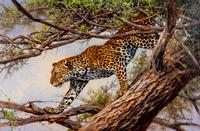 Leopard in Acacia Tree