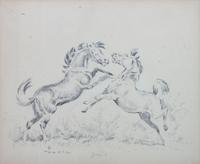 Fighting Stallions