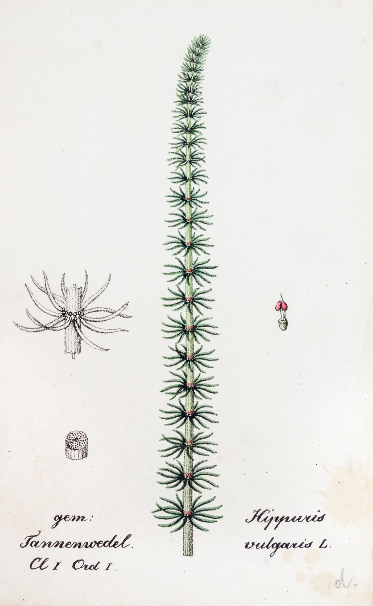 (SWISS FLORA) HEGETSCHWEILER, JOHANN. Sammlung von Schweizer-pflanzen. Basel, 1824-1846. 4 portfolios.