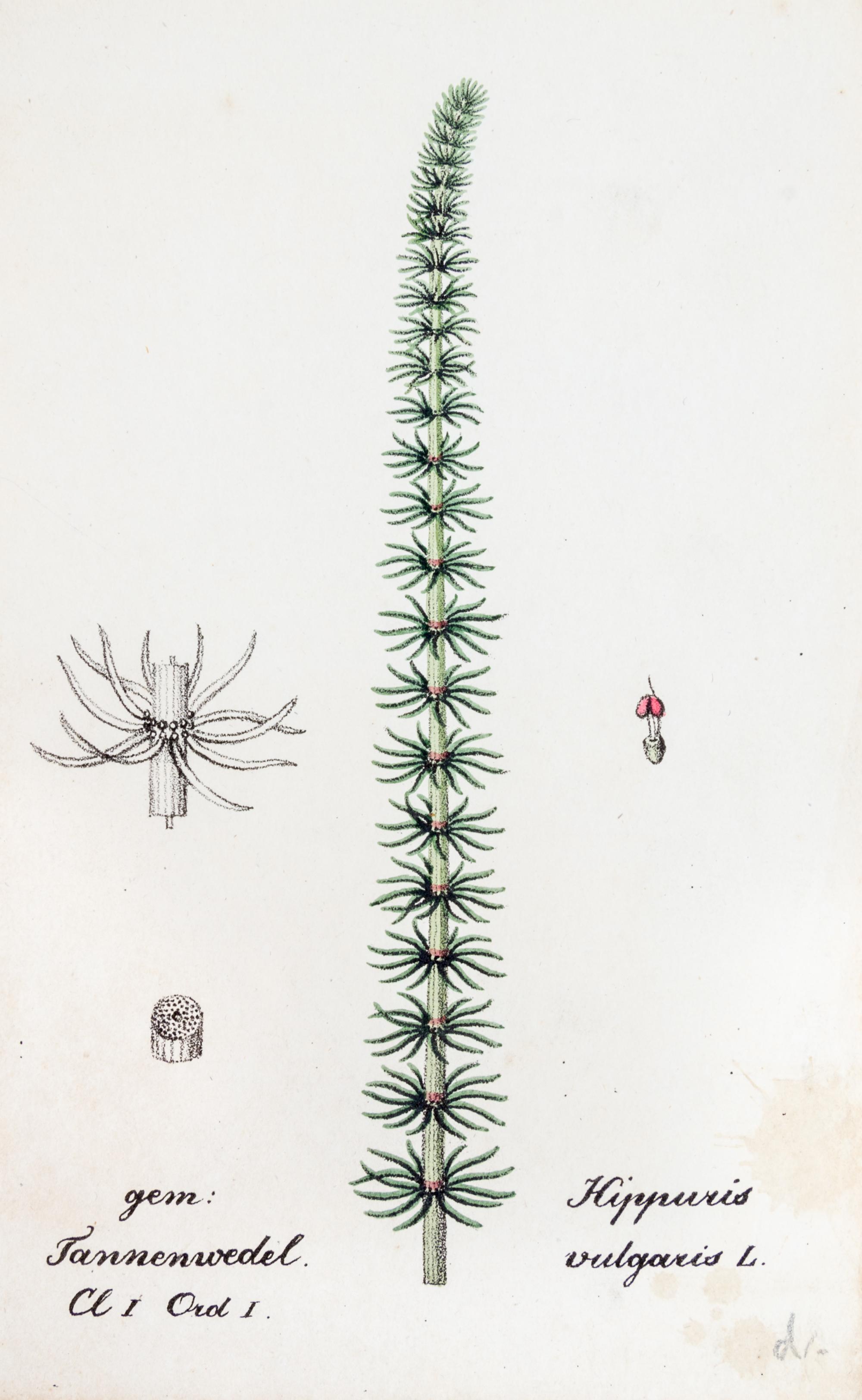 (SWISS FLORA) HEGETSCHWEILER, JOHANN. Sammlung von Schweizer-pflanzen. Basel, 1824-1846. 4 portfolios.