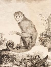 A Collection of Twelve Georges-Louis Leclerc Monkey Engravings from Histoire Naturelle