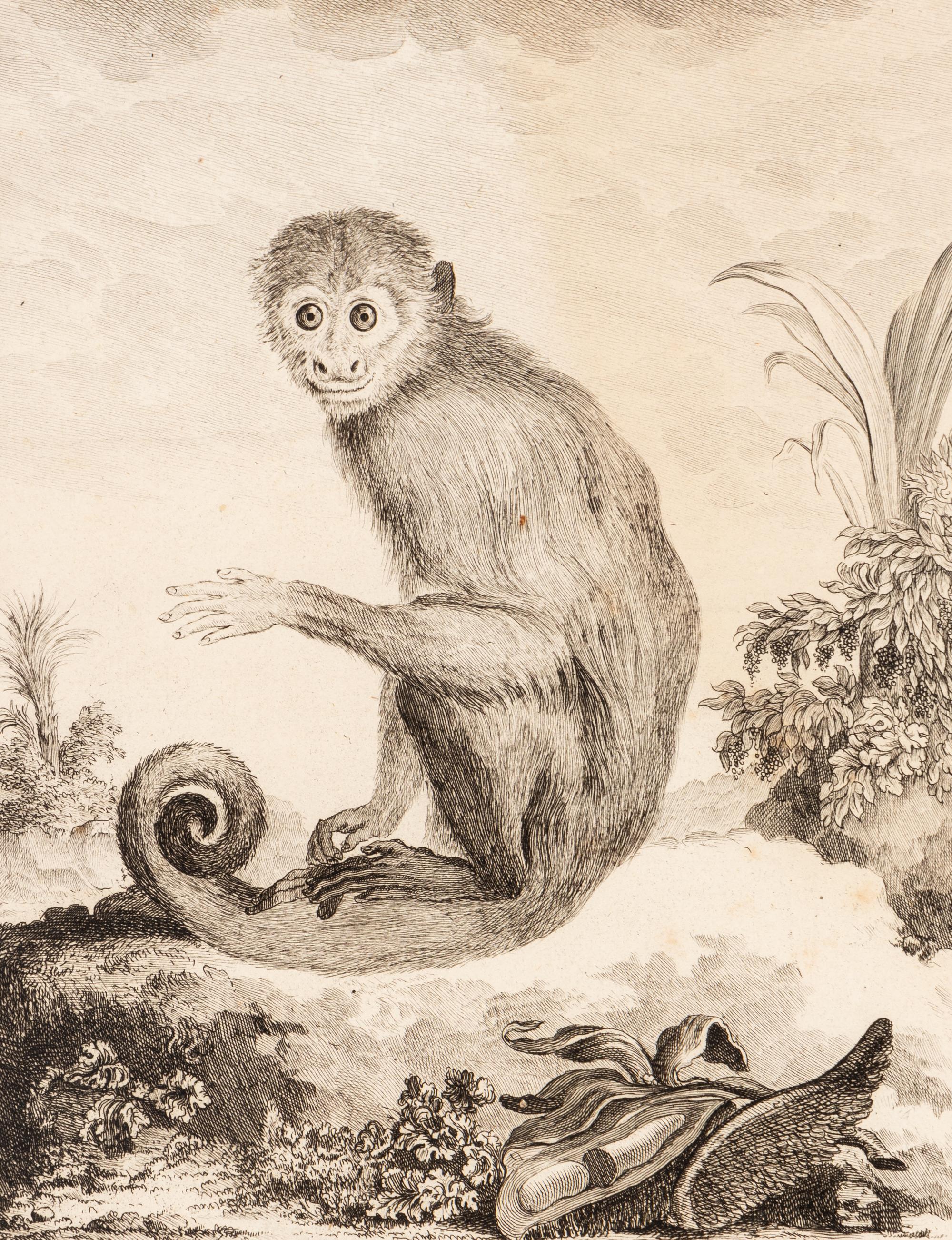 A Collection of Twelve Georges-Louis Leclerc Monkey Engravings from Histoire Naturelle