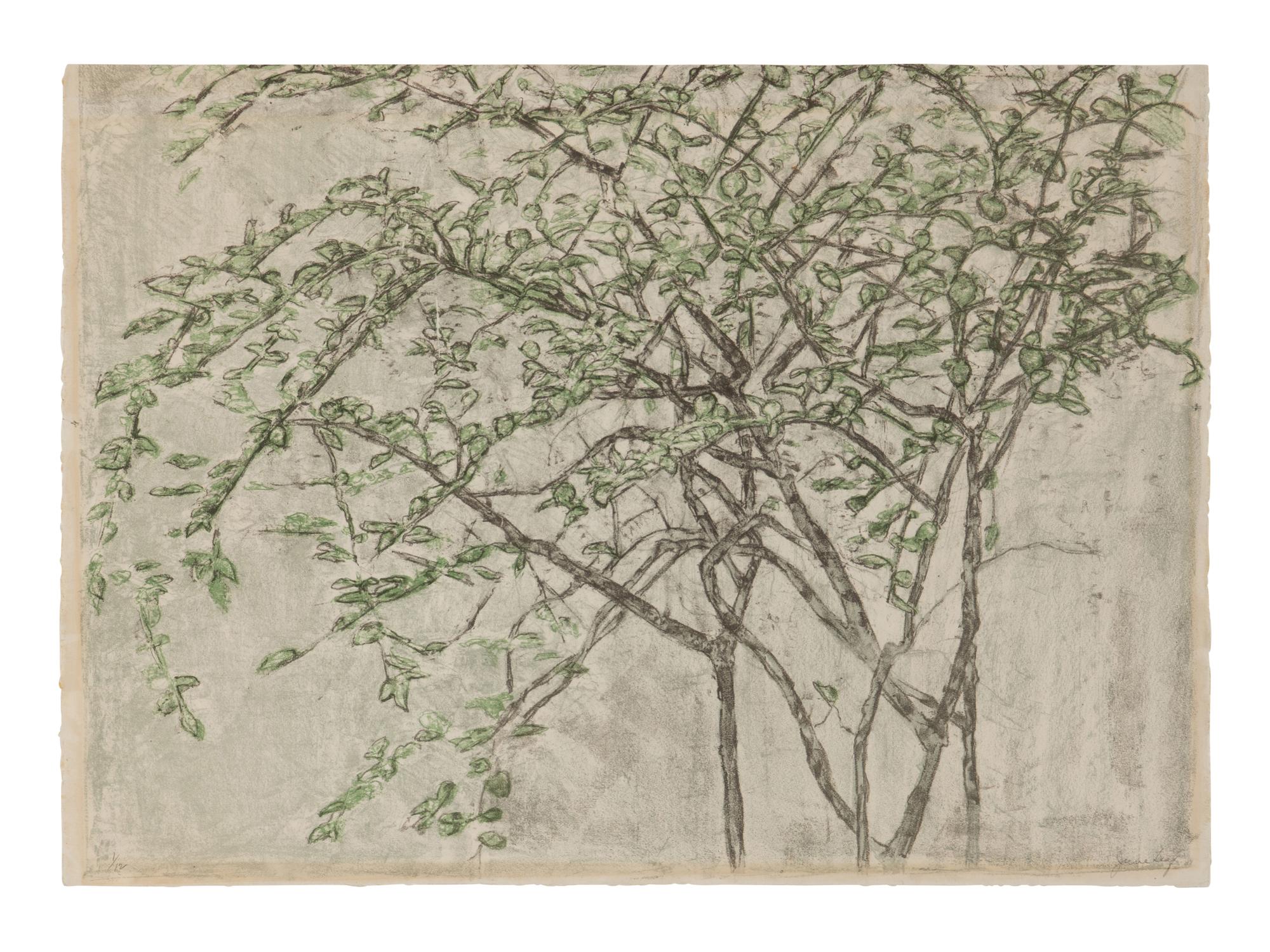Tree Branches