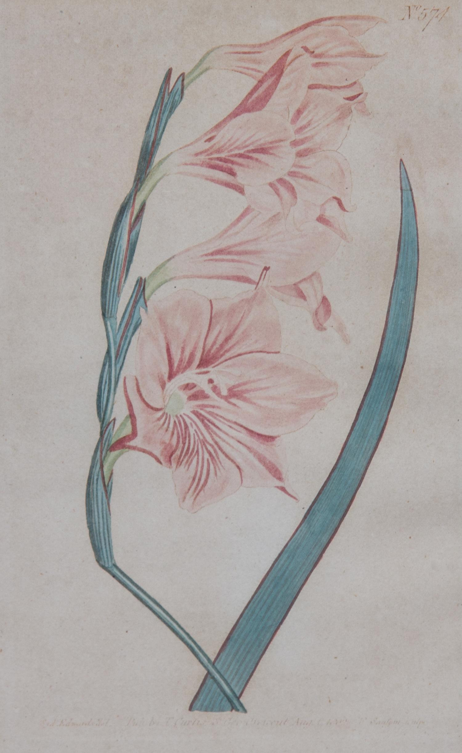 Two Pairs of Botanical Prints Dimensions of larger Height 8 1/4 x width 5 1/4 inches. — 20TH CENTURY